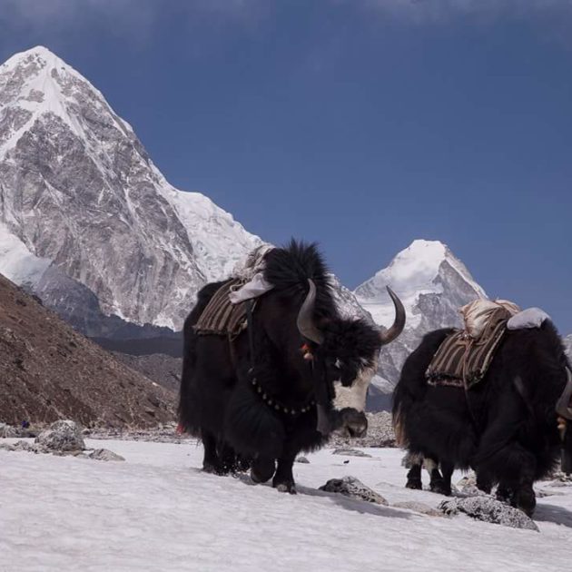 Everest three pass trek